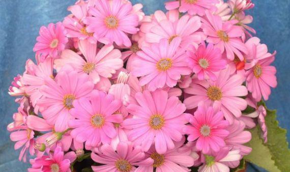 养花就养4种花,家里养一盆,盛开时繁花似锦,花色美轮美奂