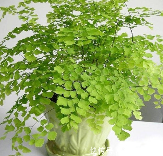 ”4种花“养卧室,空气清新,夜间释放氧气,改善睡眠质量!