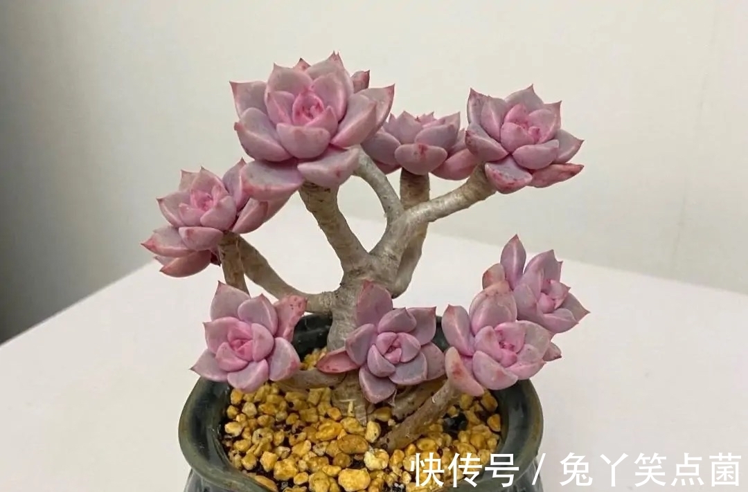 红宝石|这3种多肉养护的花友不少,能养成直立桩的却不多,真是太美了