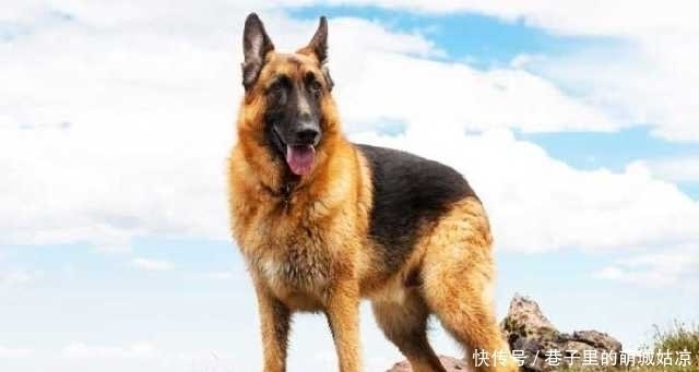 忠诚|12种最忠诚的狗,排第一的狗狗估计没有人不认识!