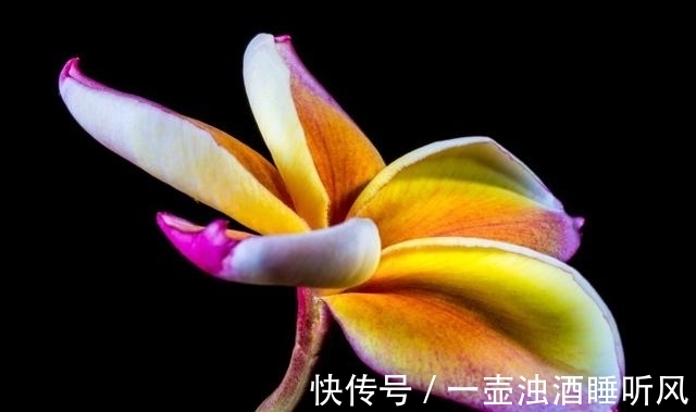 桃花|8月，桃花重开，失而复得，情缘难断，爱情再次继续