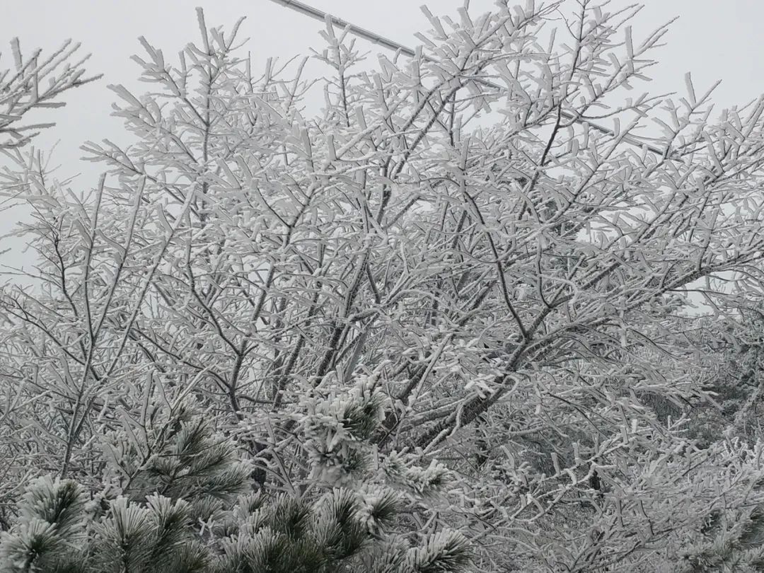 雪景|太美了！台州最新雪景！括苍山跌至-10℃，再现云海奇观（多图多视频）