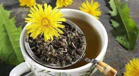 药草|蒲公英虽被称为“药草皇后”,但泡水喝时,要格外注意这三点