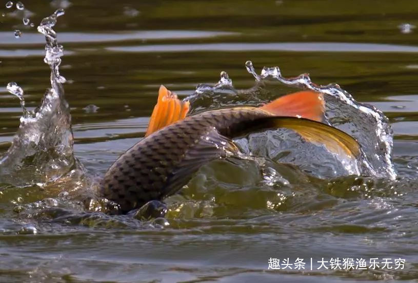 小杂鱼|解决小杂鱼“闹钩”的奇葩招数,这招叫以毒攻毒,钓鱼人完胜