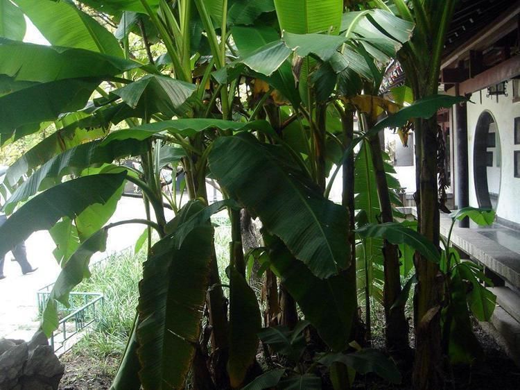 它们都有能遮风挡雨的大叶子,却叫香蕉树、芭蕉树,有什么区别?