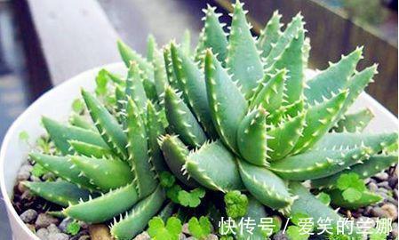 养花|这三种花不仅好看,而且有助于睡眠。需要失眠的人,赶紧养一盆!