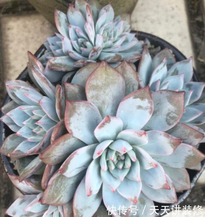 粉蓝鸟控养出状态一点都不输贵货,只要坚持控养,再丑也能逆袭