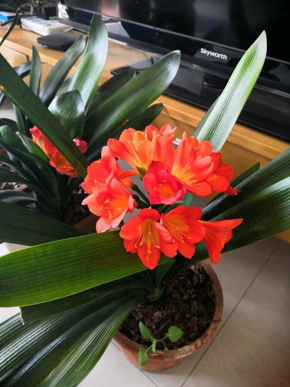 君子兰依赖“2种水”,半月浇一次,叶片四季肥厚,开花多不夹箭