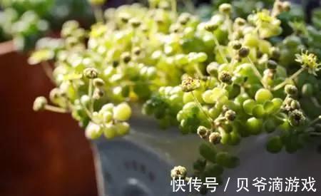 水和光多少是适量,50种常见多肉植物度夏攻略