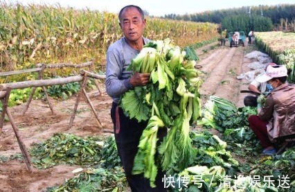 野菜|农村一种野菜像“莲花座”，农民称它植物维生素，在城市广受追捧