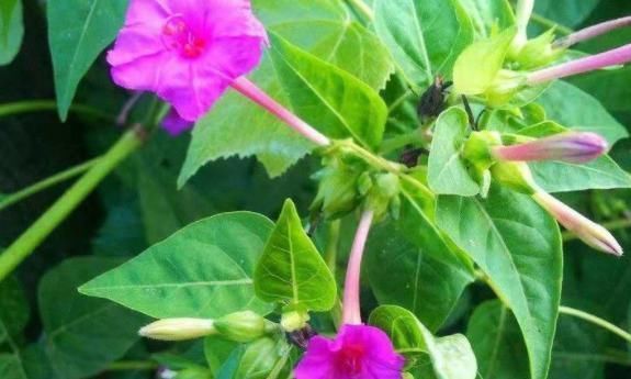 无视|农村常见的“地雷花”,可以清热解毒、活血调经,再见到不要无视