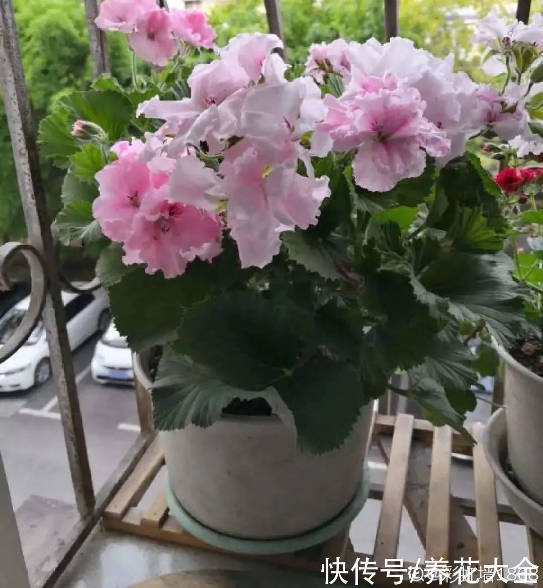 9种花,夏天休眠了,一定少浇水,否则越浇越死