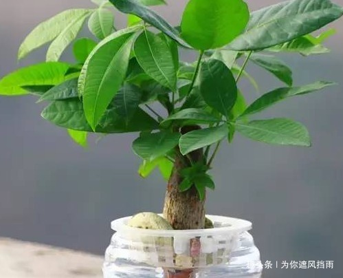 新房|这三种绿植新房必备,甲醛病菌全没了,守护健康无忧