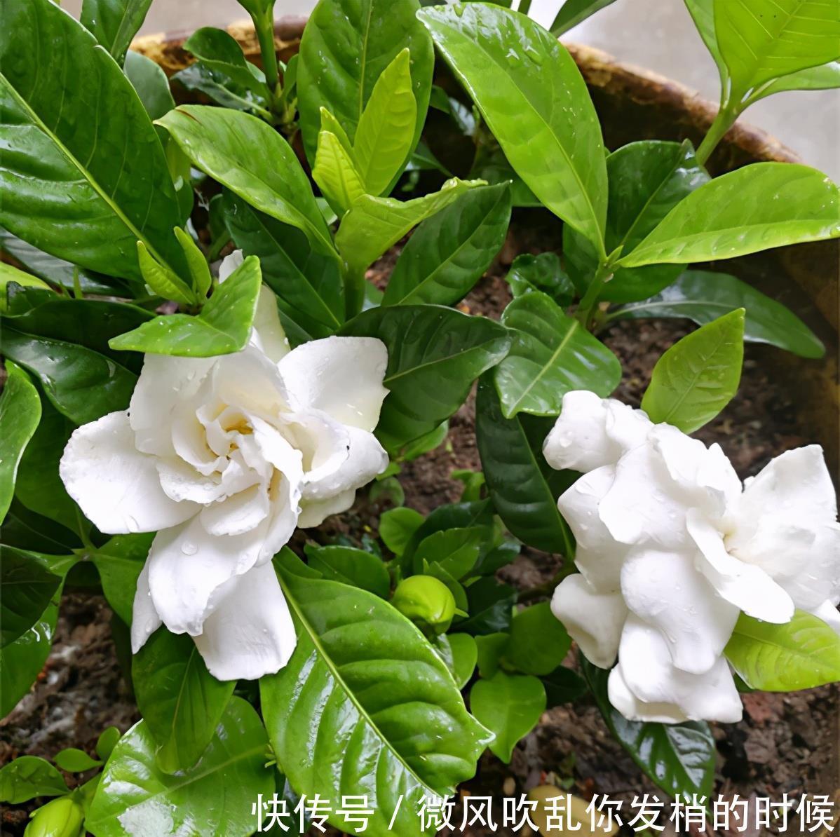 光照|阳台养花“6大错”，错了一个就黄叶，都占了就是“养花杀手”