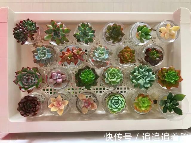 老干妈瓶养多肉，不用土只用水，叶子疯狂吸水3天变胖！