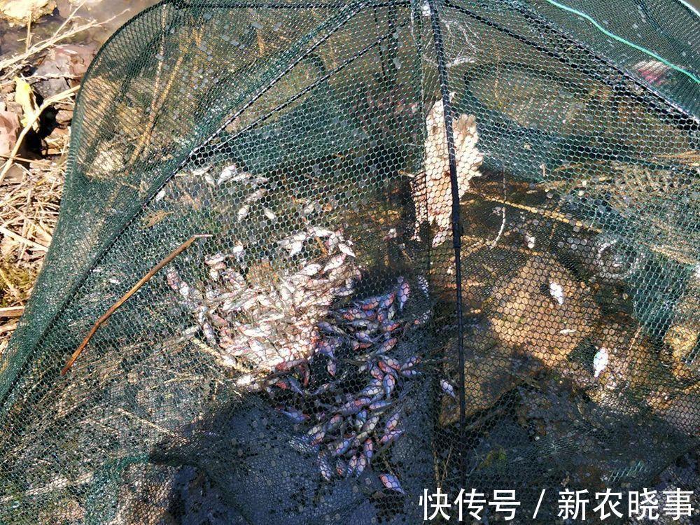 河蚌|很苦的小鱼,俗称“苦屎片”,农村小河一捞一大桶,如今5元1条