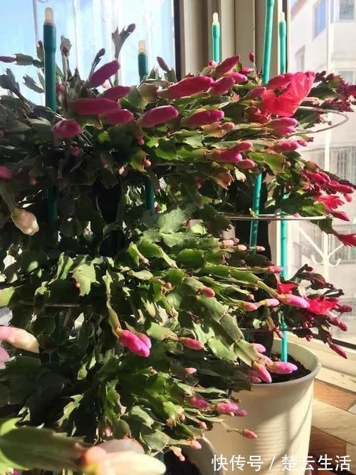 蟹爪兰不开花，盆里扔个“蛋”，变成“钢锯叶”，花开满枝头！