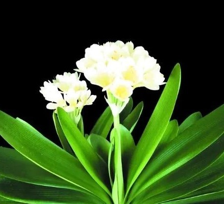 君子|君子兰容易有烂根和黄叶,教你这么做,很快就会长满大白根