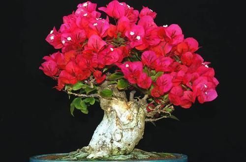 花器|我把三角梅催花的方法都写在这里了,求你们别再问为什么不开花了