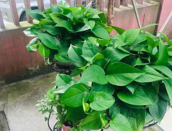 绿萝最爱喝的5种水,喝完长得贼快,叶子像刷了“绿油漆”