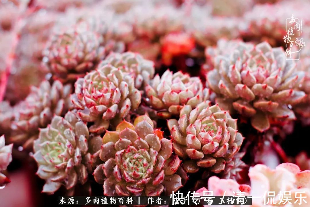 为了爱情|为了爱情来到陌生城市,偶遇多肉,地老天荒的爱恋!