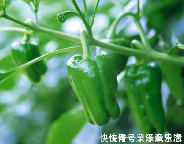 青椒|青椒和此物一起炒,常给孩子吃,提高智力,长个头,早食早受益