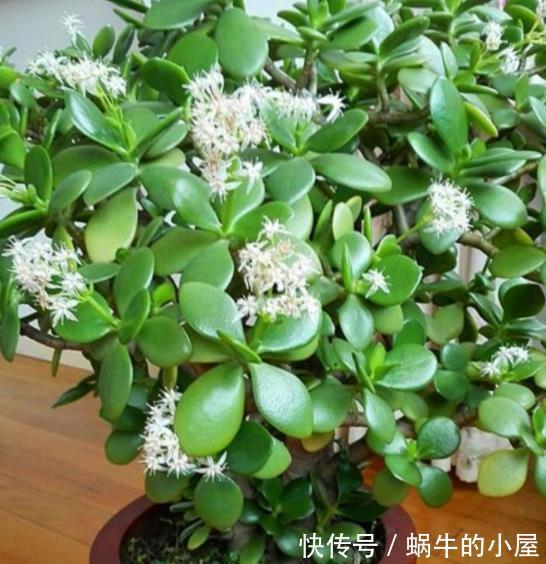 养了4年的玉树终于开花了,毫无保留分享经验给你,新手也会养