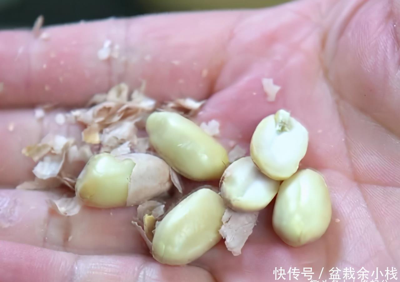 生米表面|在家自制盐焗花生米,外皮一搓就掉,干香酥脆,比油炸花生米好吃