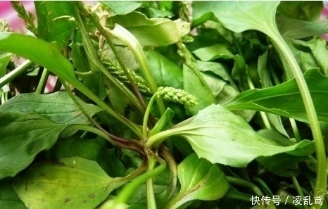 野草|农村此野草煮水喝,清肝明目,治小便不通,功效很牛,可别错过了