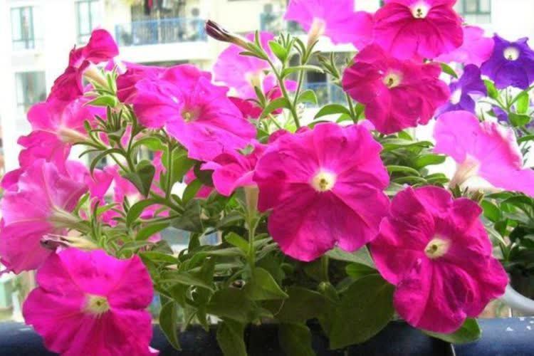 5种漂亮花,掐根枝条就能插活,方法真简单,新手也会养!