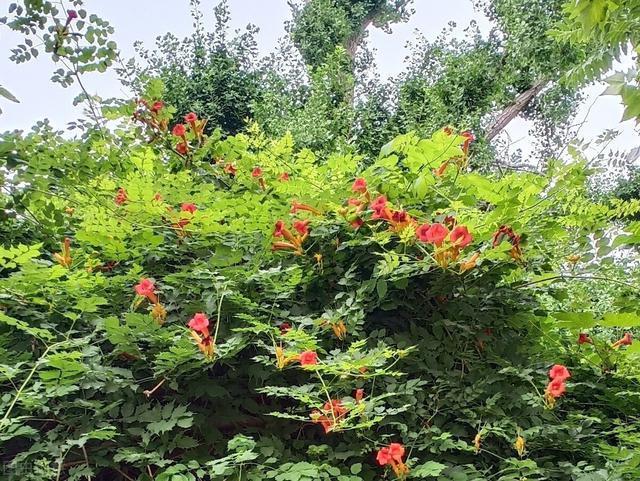 好好的院子,被一棵“霸道”的凌霄花给毁了