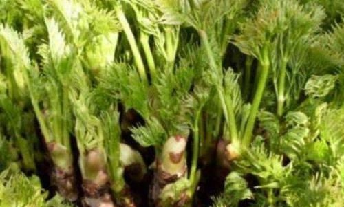 通便|幾種野菜清熱解毒、提高免疫力、滋潤肌膚，還可通便減肥