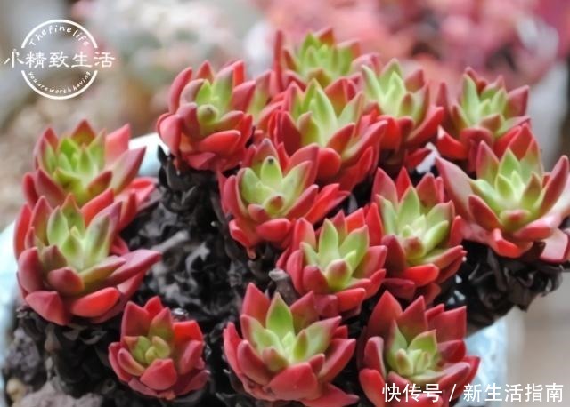 多肉植物枯叶一般是3个原因,第1个清理有惊喜,另外要注意3点!