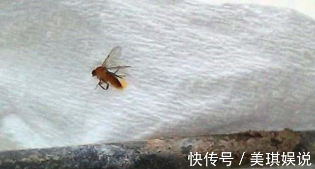 妙招|卫生间潮湿，会有很多小飞虫，大家有什么妙招可以解决？