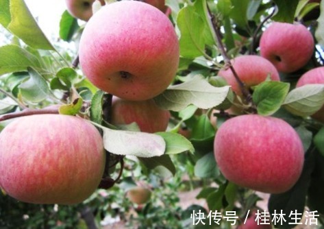 当心|吃完苹果后要当心,切忌碰一物,很多人却忽略了,值得分享给家人