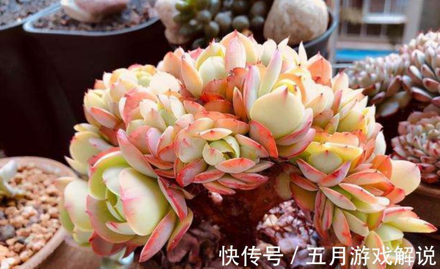 盘点5种适合冬天养护的多肉,耐寒好养长势旺,安全过冬惹人爱