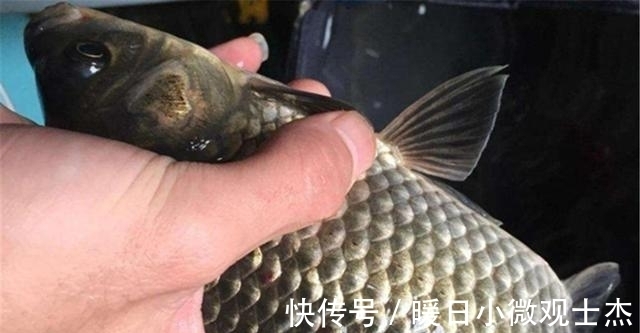 杂食性|野钓鲫鱼，用什么饵料最好？不同种类的鲫鱼和不同的食物