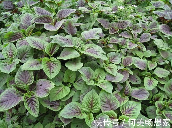 蔬菜|4月宁可不吃肉，也要多吃6种蔬菜，口感鲜嫩营养高，便宜又应季