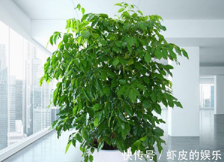 家里养花,不妨从“5福4财”中选,好养好寓意,好看又吉利