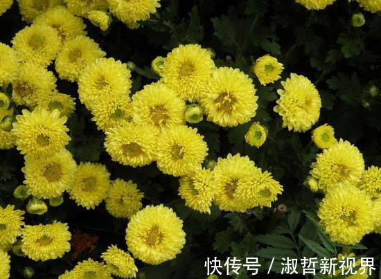 三色堇|沾土就活的“5种花”,适合新手养,夏天轻松爆,阳台满光彩