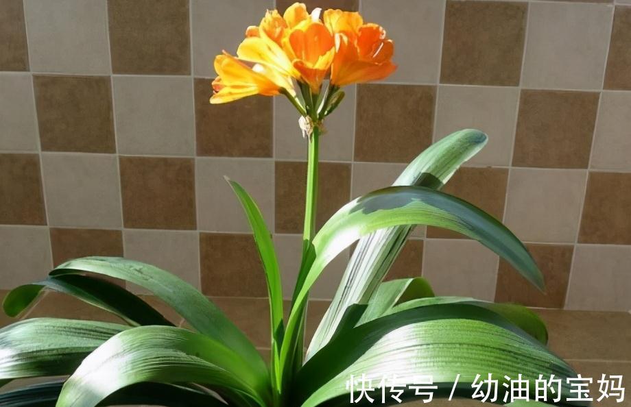 想要君子兰开花艳，花期长，教你学4招，很管用，快来试试吧
