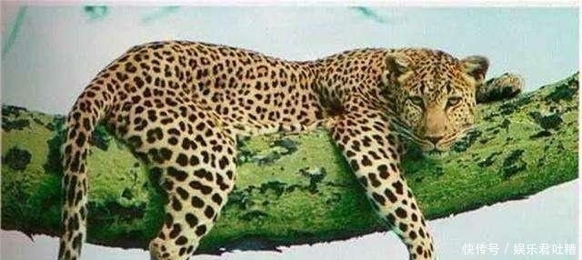 19岁少女为了救人,徒手打死国家一级保护动物,结果如何?