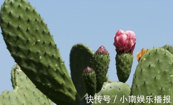 仙人掌|膝盖疼痛难忍,原来是因为滑膜炎,教你巧用一物,让疼痛快远离