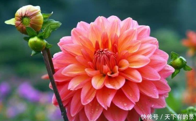 3种神奇花,给点阳光就灿烂,开完一茬接一茬,人见人爱!