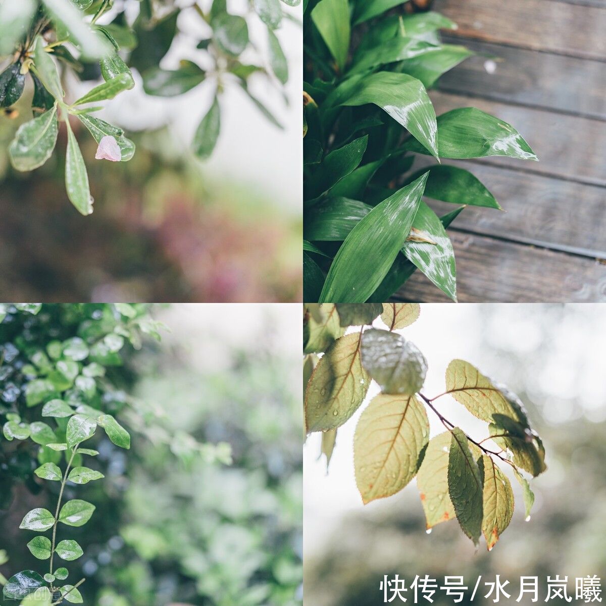 春雨！雨水：一场春雨，十里春风，愿你一路繁花向前，浅笑安然