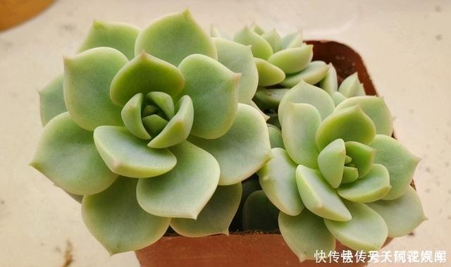 多肉|多肉徒长很好解决,照这几种方式来,状态差一点,至少不徒长