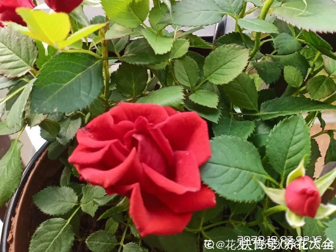  开花|开花时间PK，秋海棠第二，就没花敢称第一