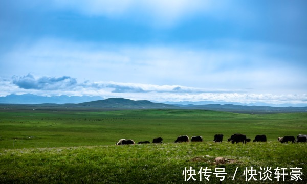 四川|四川若尔盖花湖：“高原精灵”们的繁育乐园