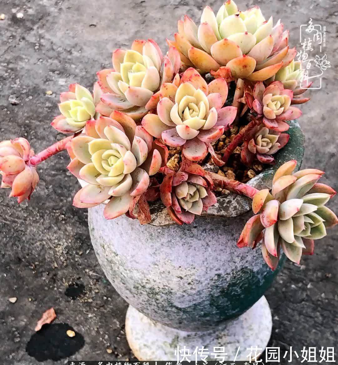 我的多肉宝宝美图,愿能给大家带来一丝轻松与愉悦!