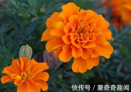 此款小花,漂亮好养,花色鲜艳,花形优美,养在阳台绽放炽热的美